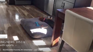 Irate Detroit Sports Blogger Yells While His Dog Sleeps, Licks Its Own Ass<em></em>
